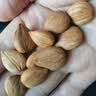 新边界甜杏仁400g 新货南杏仁生甜不苦烘焙新疆原味坚果可做杏仁露 实拍图