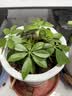 德沃多植物营养土通用40L园艺土蔬果花卉盆栽多肉种植土基质土壤 实拍图