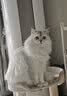 皇家BS34英国短毛猫通用成猫粮2kg 实拍图