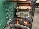 憨憨宠猫笼折叠猫笼子大号猫别墅加粗加密双层猫舍猫窝宠物猫咪用品家用 黑色 700双层 实拍图