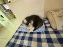 LEGENDSANDY蓝氏 全价猫粮成猫幼猫生骨肉冻干粮 猎鸟乳鸽系列兔肉口味1.5kg 实拍图
