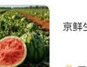 京鲜生 无籽麒麟西瓜 1粒装 净重5-7斤 生鲜水果 实拍图