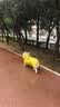 欢宠网狗狗雨衣全包四脚宠物狗小狗大型犬柯基雨披雨天遛狗防水防湿护肚 实拍图
