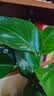 种花迷水培天堂鸟盆栽花卉植物室内客厅绿植面鹤望兰吸甲醛四季好养活 精品水培天堂鸟50-60厘米3棵【不含瓶】 实拍图