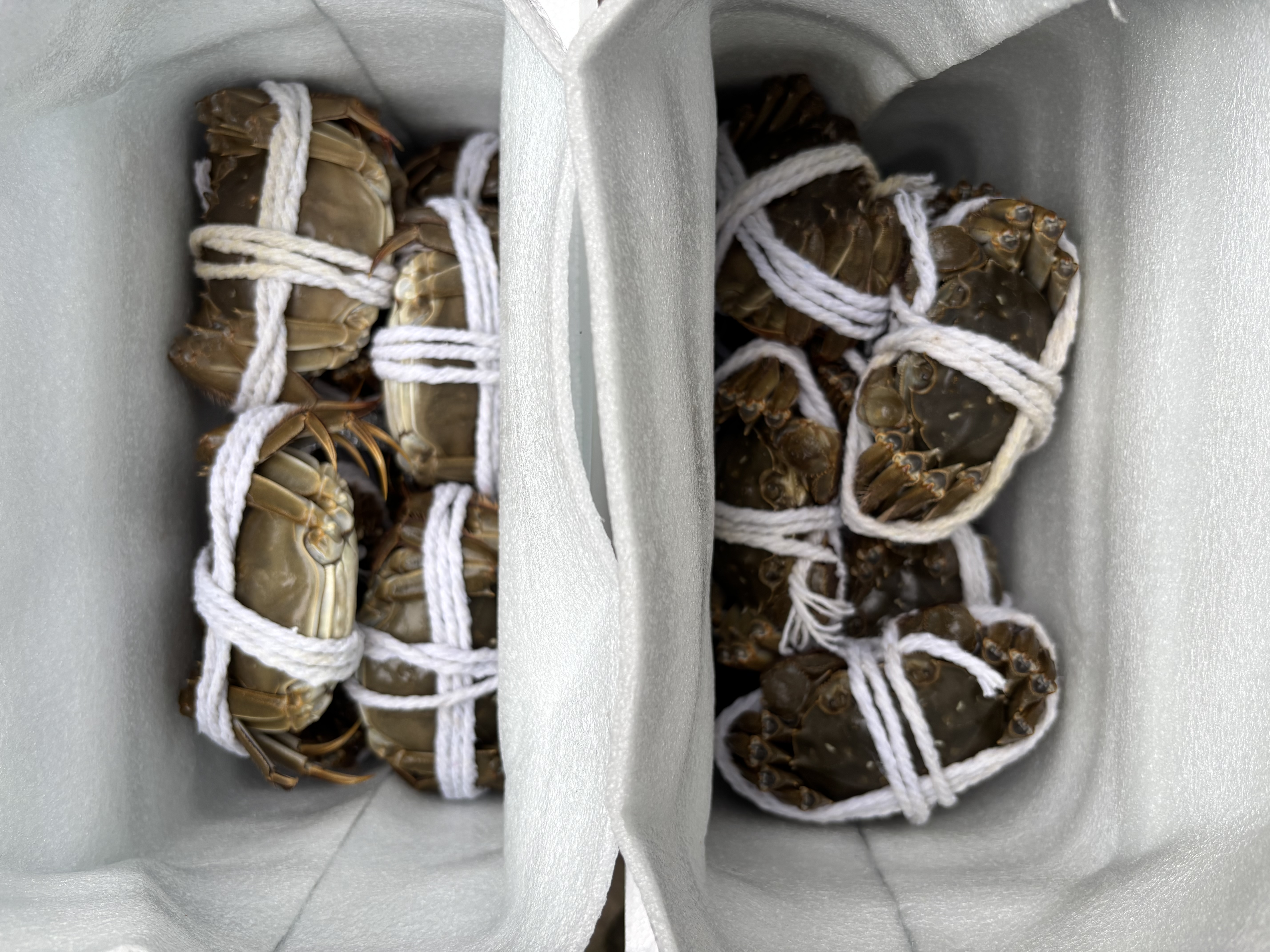 【活蟹】湖鲜阳澄 大闸蟹 去绳足重 全母蟹2.8-3.1两10只 鲜活超大螃蟹水产海鲜礼盒装 实拍图