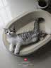 皇家猫粮 幼猫猫粮 幼猫专用 K36 通用粮 4-12月 400g 实拍图