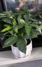 花翁大盆三杆发财树绿植盆栽招财植物办公室内开业盆景金钱树源头直发 实拍图