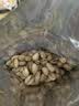 正林开心果260g/袋原色大颗粒无漂白每日坚果干果孕妇休闲零食 实拍图