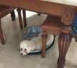 憨憨乐园 宠物猫窝狗窝S号猫咪睡袋猫房子幼犬床秋冬大型金毛泰迪四季垫 实拍图