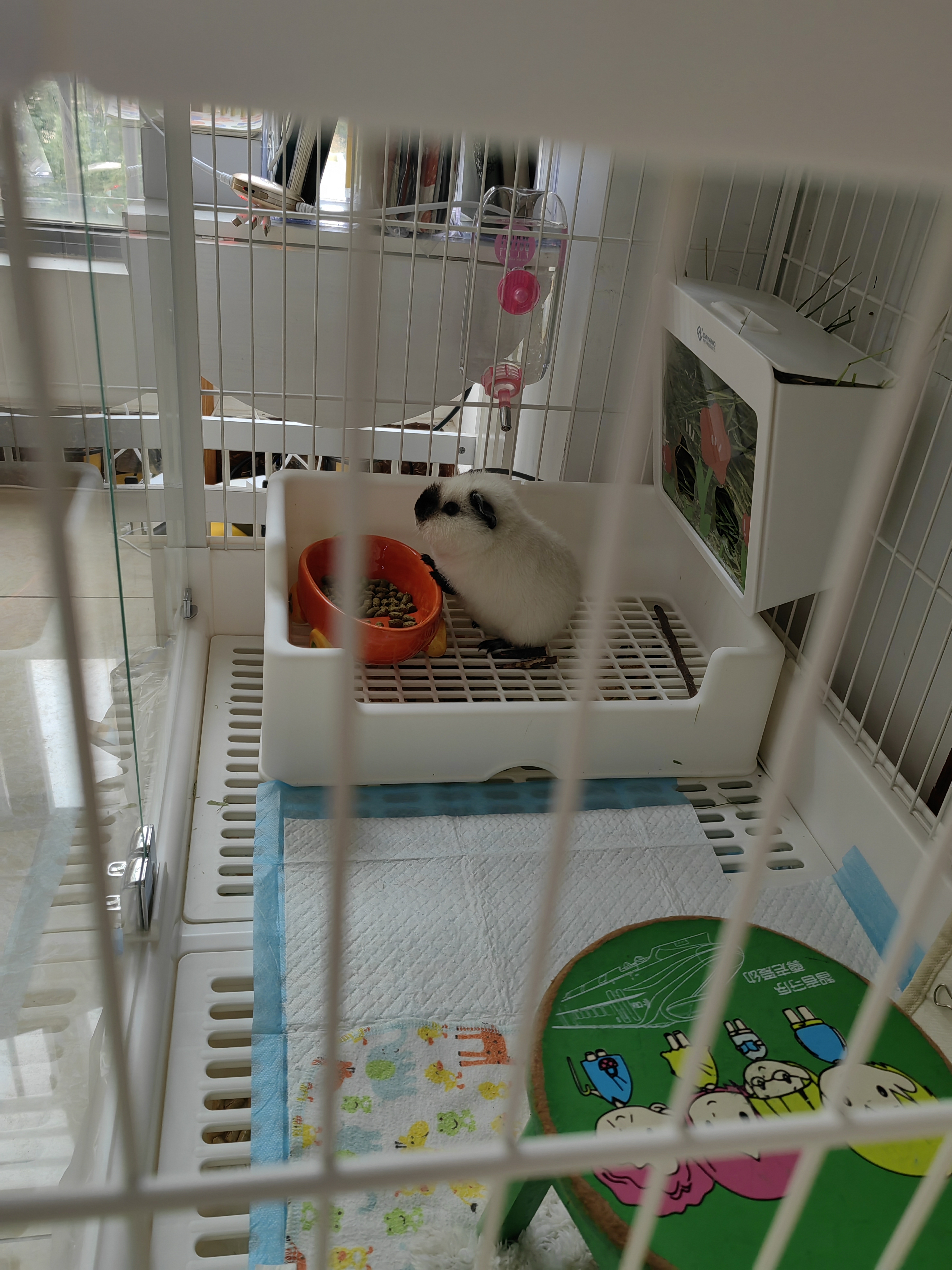 喜帅 全价高纤豚鼠粮膨化豚鼠粮食荷兰猪饲料天竺鼠营养主粮用品1kg  实拍图