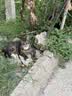 美滋元成猫猫粮 三文鱼味成猫粮全猫咪通用天然粮全价猫粮 三文鱼 成猫粮5kg 实拍图