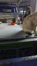 腆宠宠物航空箱小号 猫咪航空箱猫狗 猫包猫笼外出车载猫箱狗狗托运 实拍图