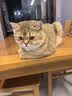 海洋之星低温烘焙猫粮真鲜肉幼猫成猫粮1kg（九珍草莓鸡肉配方） 实拍图