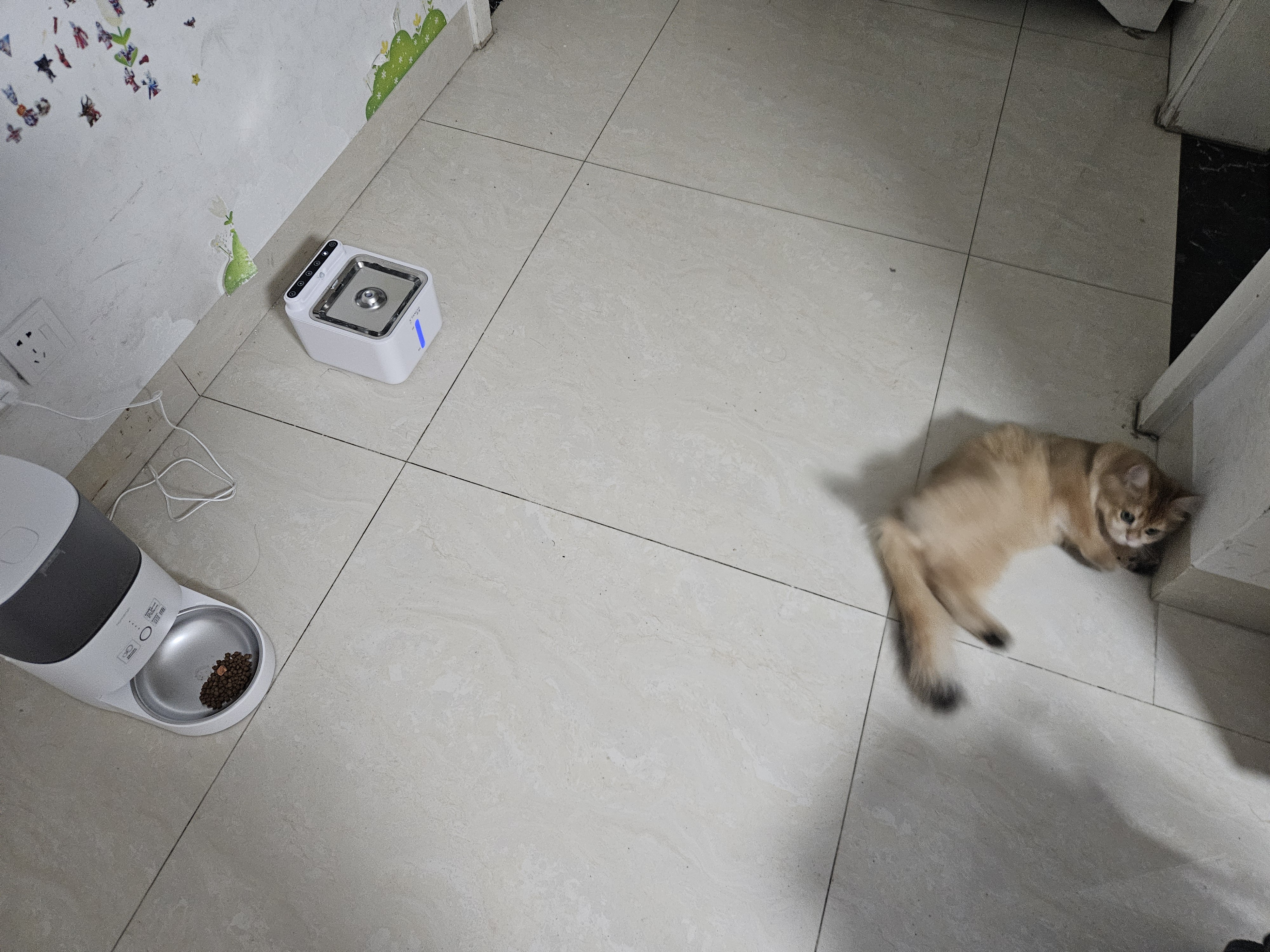小甜橙猫咪饮水机无线智能宠物饮水机自动喝水器锂电池循环循环 实拍图