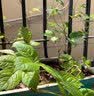 花翁爬山虎树苗爬藤植物四季常青不落叶爬墙虎绿植花卉园盆栽源头直发 实拍图