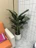 花财主天堂鸟盆栽办公室大型绿植客厅鸭脚木植物家用吸甲醛净化空气好养 5-6天堂鸟1.2-1.3m【梯形盆】 实拍图