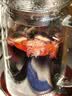 方家铺子6星椹大桑葚干500g/瓶 桑椹干大果均≥2cm黑桑葚子泡水枸杞泡酒 实拍图