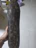 相思鸟 葫芦丝c调白铜胶木三音C调葫芦丝初学者儿童小学生乐器 实拍图
