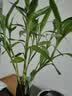 花翁带根富贵竹水培植物客厅招财旺宅花卉绿植盆栽竹子文昌竹源头直发 实拍图