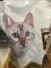 冠能猫粮成猫猫粮鸡肉味7kg 全价猫粮 稳固免疫 适口性强 实拍图