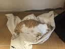 维克（Virbac）耳漂滴耳液狗狗猫咪预防耳螨清洁耳道洗耳液犬猫耳部清洁宠物滴耳液 60ml 实拍图