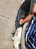 金箭电动摩托车 灵彩60V铅酸电池长续航大动力踏板电动轻便摩托车电动车米雾白 实拍图
