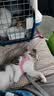 普安特费洛蒙猫咪喷雾多乐宁外出防应激情绪舒缓安抚面部信息素25ml 实拍图