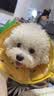 LEGENDSANDY蓝氏狗粮真鲜乳鸽中小型犬泰迪比熊生骨肉冻干鲜肉犬粮1.5kg*6包 实拍图