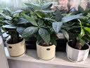 花翁大盆三杆发财树绿植盆栽招财植物办公室内开业盆景金钱树源头直发 实拍图