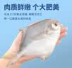 纯色本味冷冻舟山白鲳鱼净重800g银鲳鱼8-12条地标产品纯鱼肉 实拍图