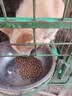 鼎鑫狗粮38斤装大肉球通用型大颗粒高肉金毛德牧中大型犬成幼犬粮19kg 实拍图