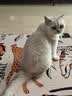 素力高（SolidGold）猫粮金素鸡 成猫幼猫进口高蛋白3磅/1.36kg【试吃装】 实拍图