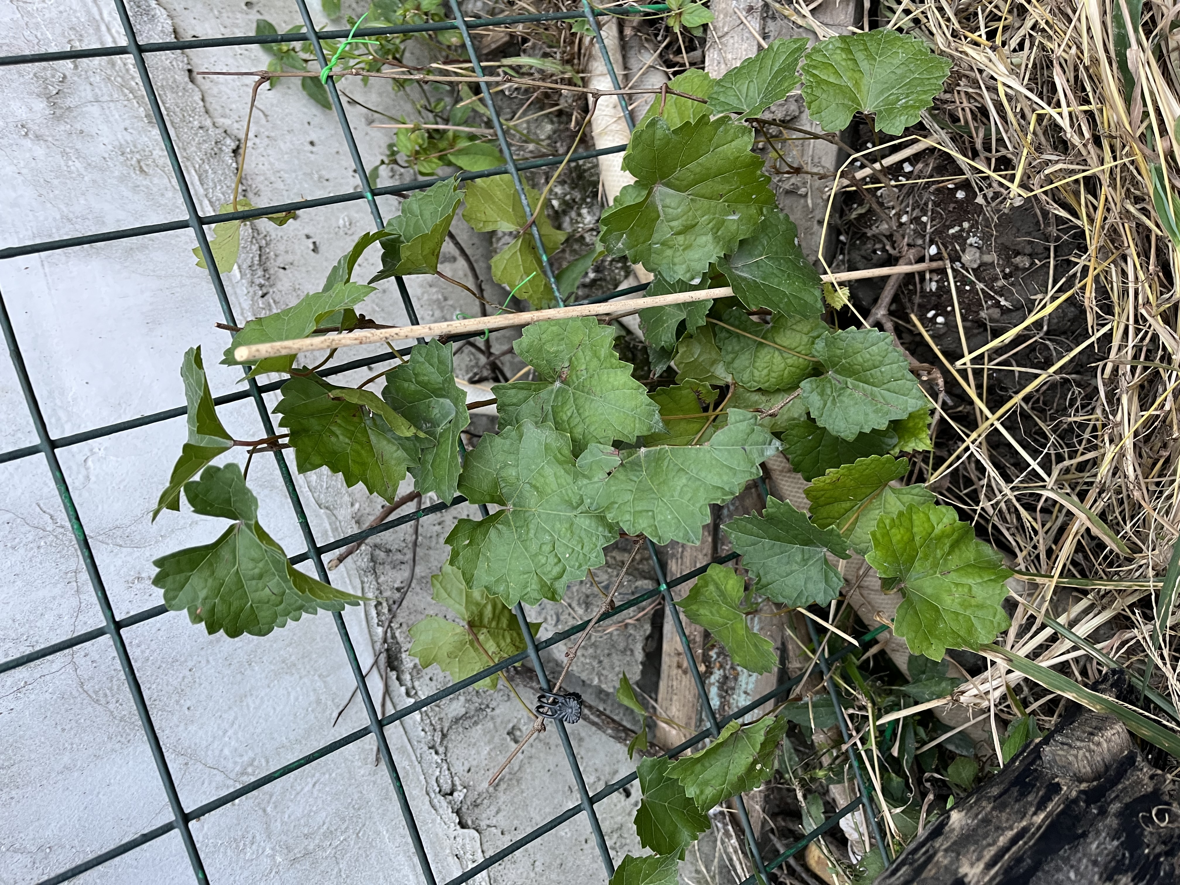 美益棵磷酸二氢钾水溶肥250g园艺花卉蔬菜瓜果绿植茁壮强根促花叶面肥 实拍图