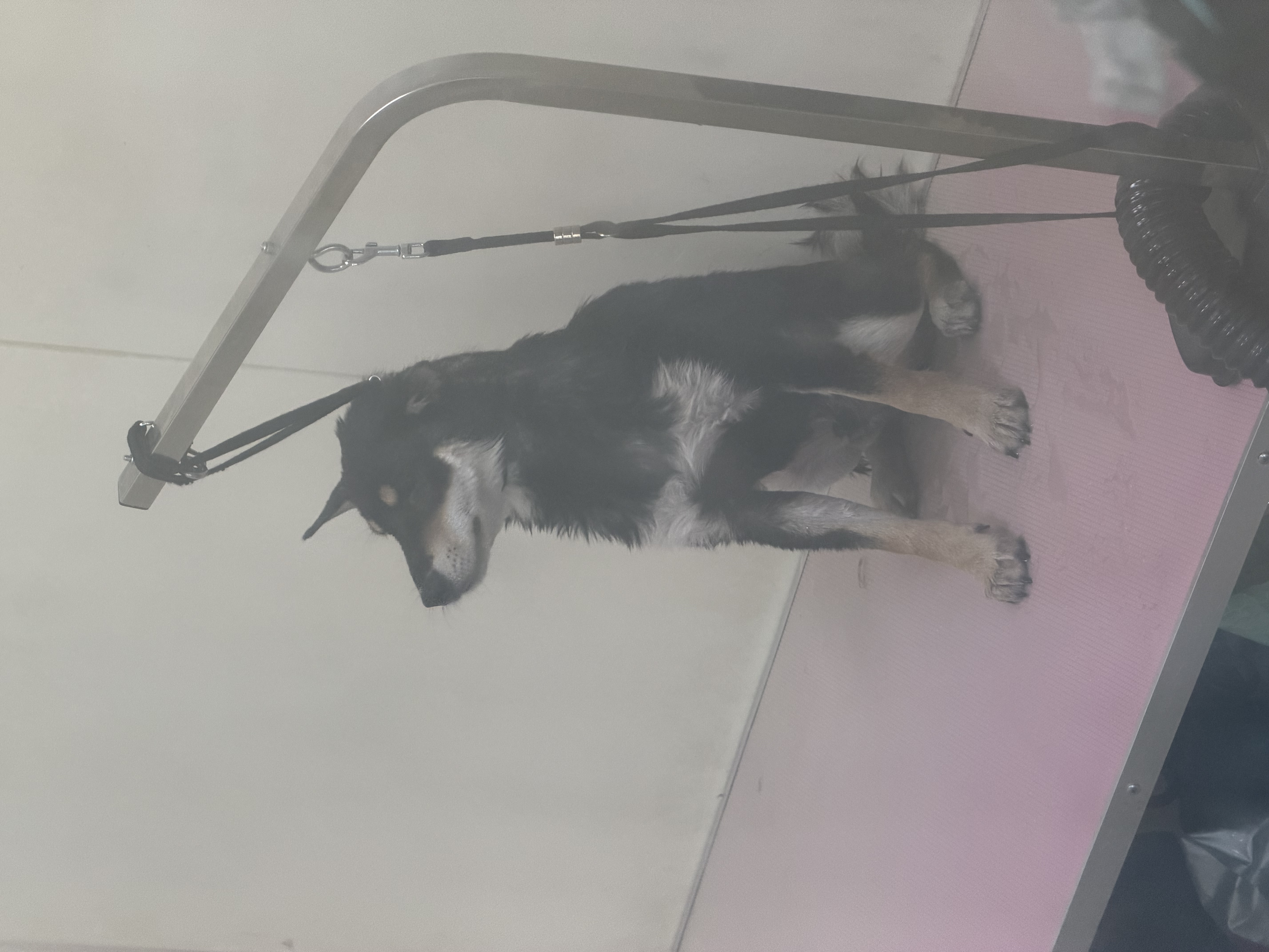 皇家（ROYAL CANIN）幼犬肠道全价处方粮配方粮减轻肠道负担肠胃菌群稳定GIJ29/1.5KG 实拍图