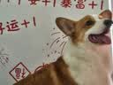 皇家狗粮 柯基成犬狗粮 犬粮 宠物中型犬全价粮CGA25 3KG【骨骼呵护】 实拍图