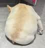 Orijen渴望狗粮 小型犬成犬 全价无谷进口鱼肉进口犬粮4.5kg 效期27/6 实拍图