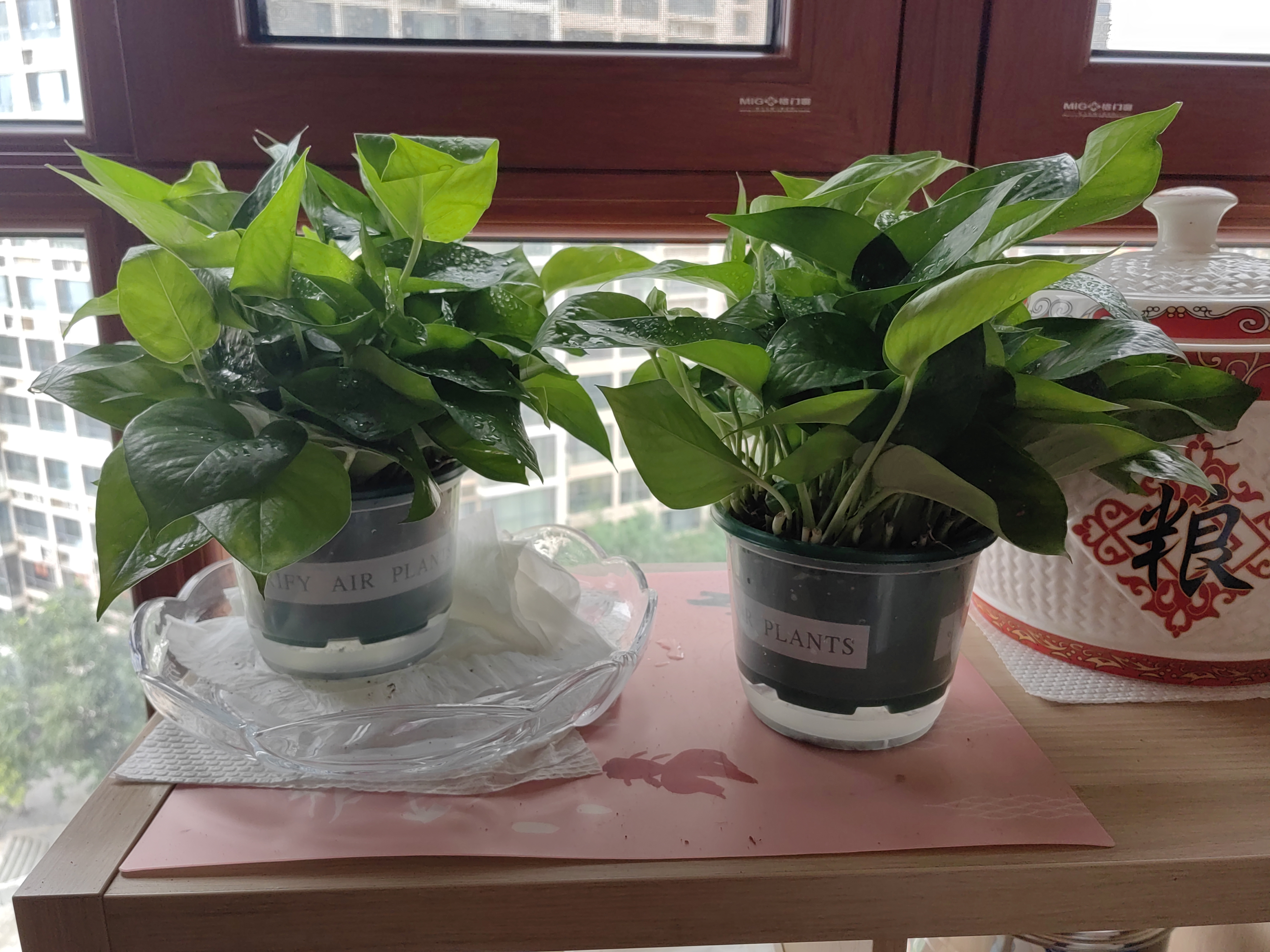 京东绿植绿萝盆栽除甲醛花卉绿植办公室新房净化空气180加仑4盆装源头直发 实拍图