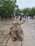 皇家狗粮老年成犬狗粮犬粮宠物大型犬SGR26全价犬粮≥5岁15KG 实拍图