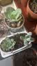 多肉组合盆栽阳台盆栽喜阳植物新手福利按图发货品种花卉好养 碧桃+粉公主+娃娃+蓝精灵+送盆土 实拍图