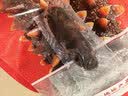 辽参大连海参1斤 13-17只 正宗辽参 固形物85%  非即食 自营 中秋礼品 实拍图