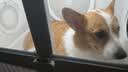 雪貂留香狗狗沐浴露宠物猫咪香波泰迪比熊清洁驱虫除虫止痒浴液 抑菌驱螨 实拍图