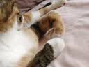 福丸自然空气玉米豆腐猫砂除臭低尘可冲厕所 玉米淡香 2.5kg*4包 实拍图