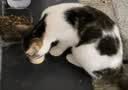 多特思猫罐头猫湿粮主食罐浓汤补水罐猫咪零食下午茶金瓜奶露60g*6罐 实拍图
