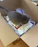 皇家猫粮 成猫猫粮 营养均衡 F32 通用粮 1-7岁 2KG 实拍图