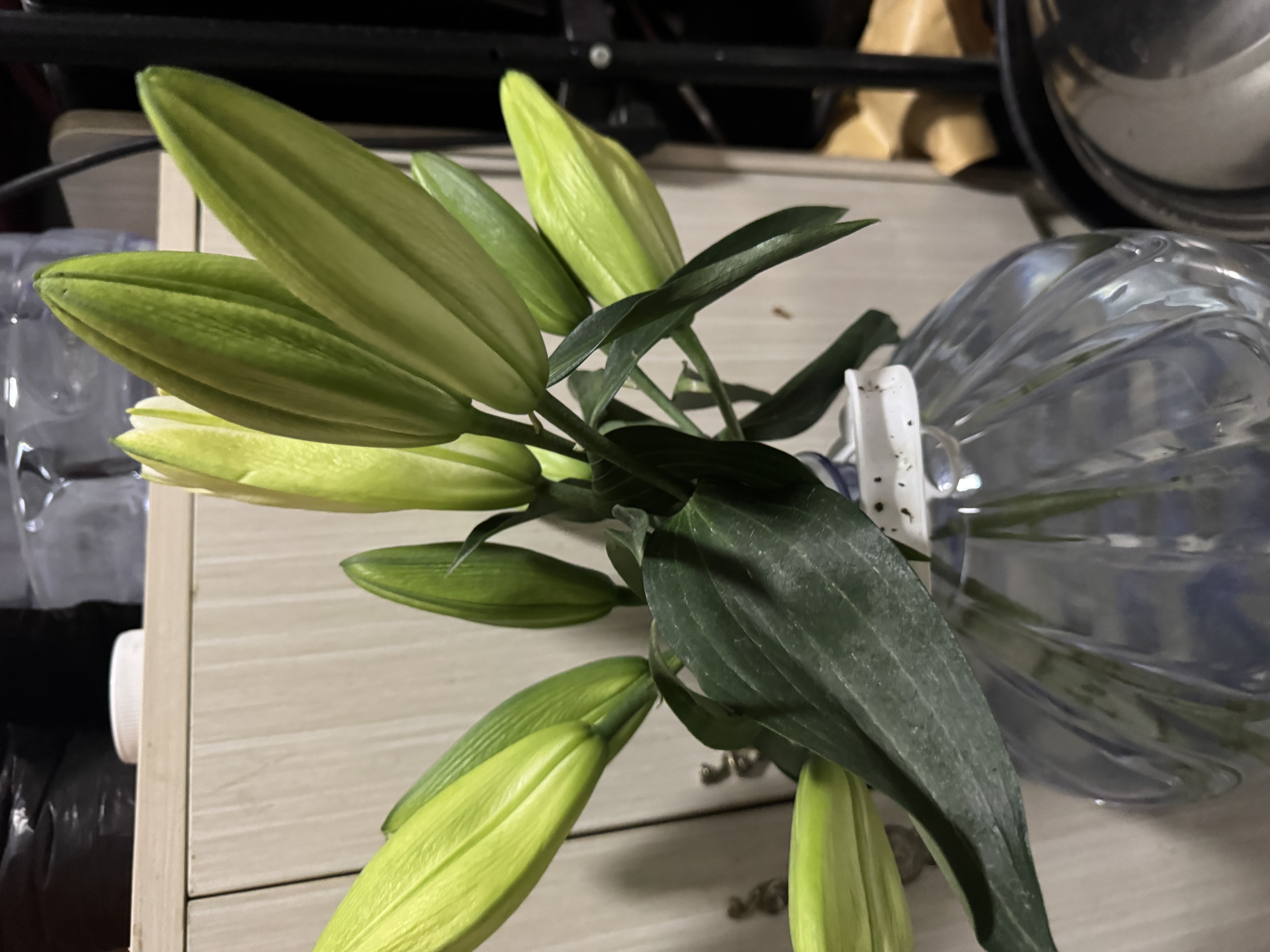 AB级优质香水百合鲜花水培插花家庭生活水养鲜切玫瑰云南产地直发 高品质【AB级随机色大花苞】百合花6朵+保鲜剂 实拍图