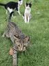星益生趣（STELLA&CHEWY'S）进口猫粮SC冻干猫粮成猫猫粮幼猫无笼散养鸡肉猫粮 2.5lb/1.13kg 实拍图