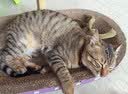 【京东物流】猫抓板磨爪猫窝一体耐磨不掉屑超大号猫玩具猫咪用品 圆形小号+猫薄荷 实拍图
