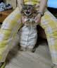 皇家猫粮 幼猫猫粮 幼猫奶糕 K36 通用粮 4-12月 2KG 实拍图