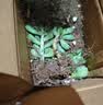 多肉植物精选随机一款多肉好养易活桌面绿植1 一颗随机品种多肉植物 实拍图