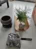 文竹盆栽绿植花卉盆景植物室内客厅水培文松云竹文竹大苗四季常青 文竹+舍得陶瓷盆+塑料圆底托 高度15-25cm 实拍图